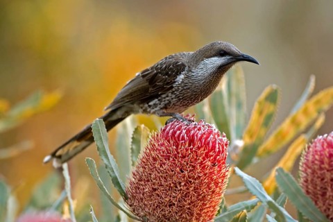Western Wattlebird (Anthochaera lunulata), Western Australia, Australia
