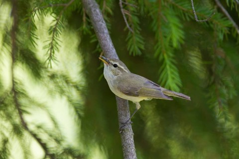 Greenish Warbler (Phylloscopus trochiloides), Baden-Wuerttemberg, Germany