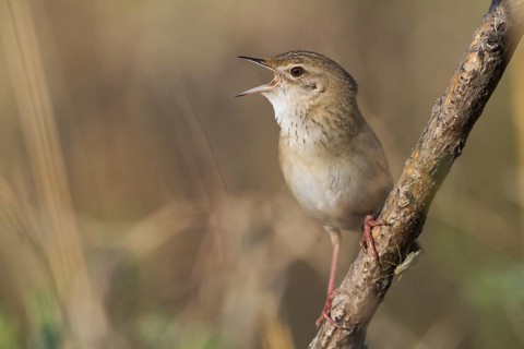 Common Grasshopper Warbler - Feldschwirl - Locustella naevia ssp. mongolicus, Kazakhstan