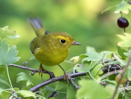 A female Wilson's Warbler, Wilsonia pusilla, perched on a blackcurrant bush in Saskatoon,