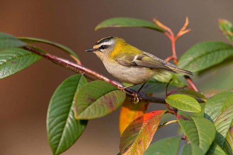 Sommergoldhähnchen, Firecrest, Regulus ignicapillus, Roitelet à triple bandeau, Roitelet