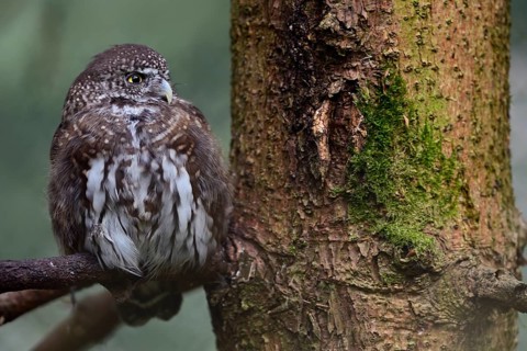 Eurasian Pygmy Owl (Glaucidium passerinum) captive, perched on a branch, Bavaria, Germany