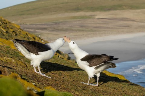 Black-browed Albatross (Thalassarche melanophris) pair at a nesting colony, Falkland Islands