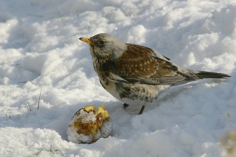 Fieldfare (Turdus pilaris) feeding on an apple in snow, Mecklenburg-Western Pomerania, Germany