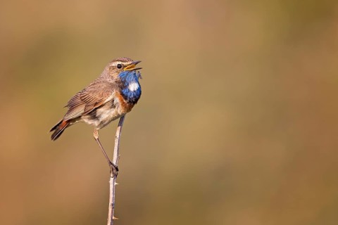 Bluethroat (Luscinia svecica cyanecula) male singing from a twig, Texel, Netherlands