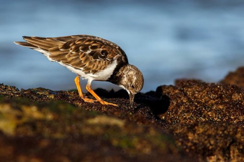 Ruddy Turnstone (Arenaria interpres) feeding amongst the rocks, Asturias, Spain