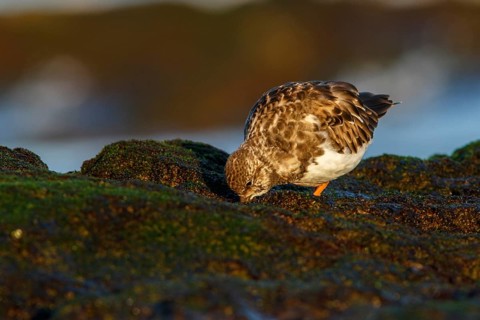 Ruddy Turnstone (Arenaria interpres) feeding on stones, Asturias, Spain