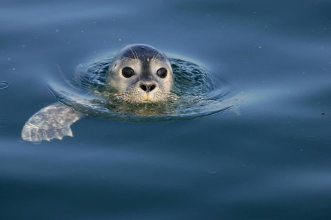Europäischer Seehund (Phoca vitulina) schwimmt an Wasseroberfläche, Nordsee, offshore, Deutschland
