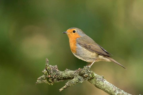 Roodborst zittend op tak in de zon, robin sitting on pearch in the sun