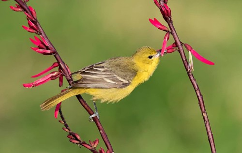 Orchard Oriole (Icterus spurius) perched on a branch, Texas, USA