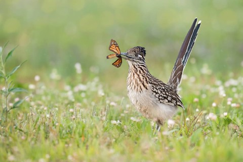 Greater Roadrunner (Geococcyx californianus) with moth prey in its beak, Texas, USA
