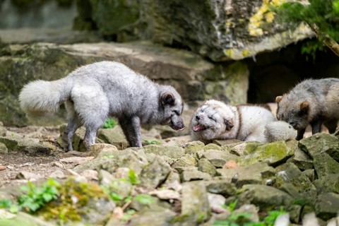 Arctic fox (Vulpes lagopus), captive, Bavaria, Germany