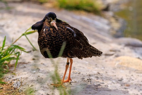Bird standing on an earthy surface close to the water, ruff (Calidris pugnax, Syn.: Philomachus