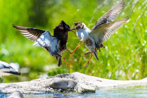 Two birds fighting in the air, their wings spread in a dynamic scene, ruff (Calidris pugnax, syn.: