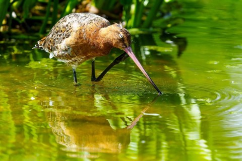 Lapwing in shallow water, looking for food, reflection on the water surface, black-tailed godwit