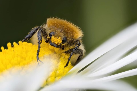A Bee beetle (Trichius gallicus) on the yellow centre of a daisy flower, covered with pollen,