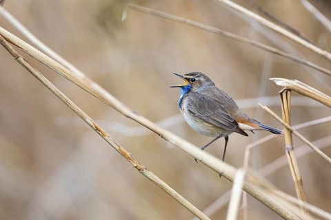 Bluethroat (Luscinia svecica cyanecula) ml Germany