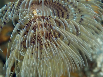 Detailed close-up of a screw table (Sabella spallanzanii) in the water in the Mediterranean Sea