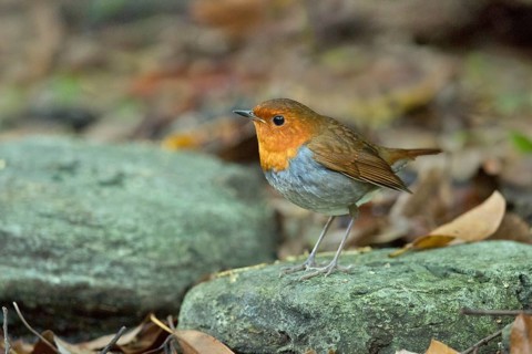 Japanese Robin (Larvivora akahige) female perched on a stone on the ground, Miyakejima, Japan