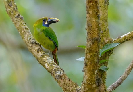 Emerald Toucanet (Aulacorhynchus prasinus) at San Gerrardo de Dota, Costa Rica