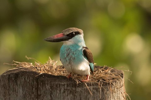 Blue-breasted Kingfisher (Halcyon malimbica), Gambia