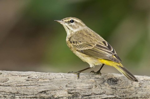 Alm Warbler (Setophaga palmarum hypochrysea), Florida, USA