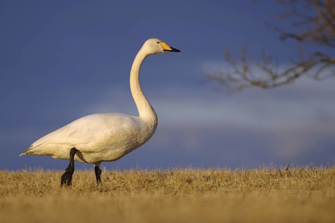 Whooper Swan (Cygnus cygnus), Vaestergoetland, Sweden