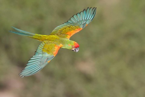 Red-fronted Macaw (Ara rubrogenys) in flight in Bolivia, South America
