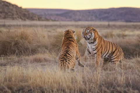 Bengal Tiger (Panthera tigris) two females fighting, captive, Philippolis, South Africa
