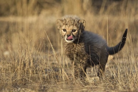 Cheetah (Acinonyx jubatus) cub walking, Castile-La Mancha, Spain