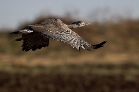 Kori Bustard (Ardeotis kori struthiunculus) male flying, Oromia, Ethiopia