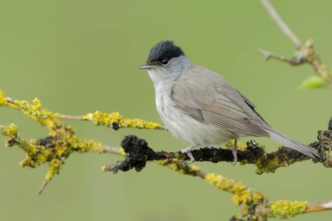 Eurasian Blackcap (Sylvia atricapilla) male, North Rhine-Westphalia, Germany