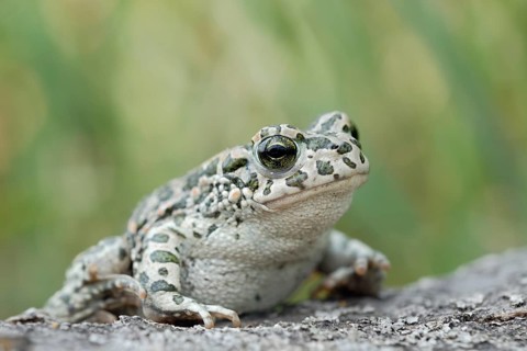 European Green Toad (Bufo viridis) climbing on a stone, North Rhine-Westphalia, Germany