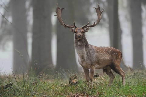 Fallow Deer (Dama dama) male standing in autumn forest, North Rhine-Westphalia, Germany
