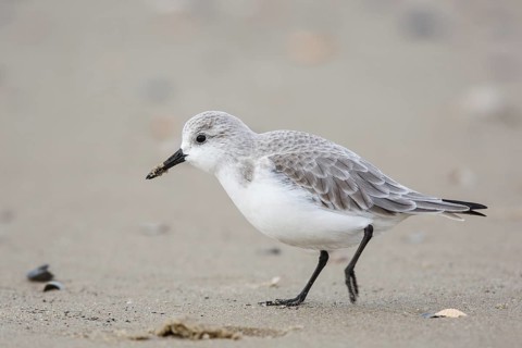 Sanderling (Calidris alba) on beach, Texel, Netherlands