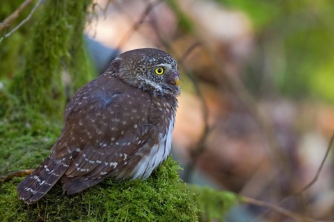 Eurasian Pygmy Owl (Glaucidium passerinum) perched on mossy branch, Hesse, Germany