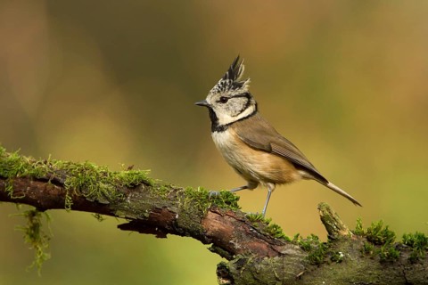European Crested Tit (Lophophanes cristatus), Utrecht, Netherlands