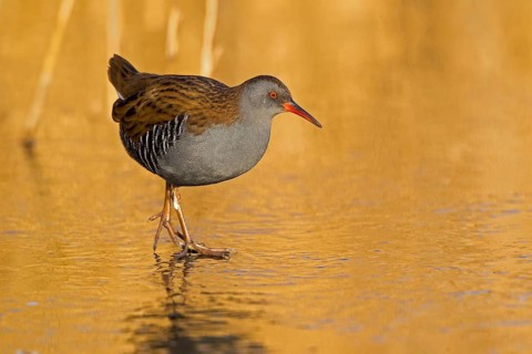 Water Rail (Rallus aquaticus), Cheshire, United Kingdom