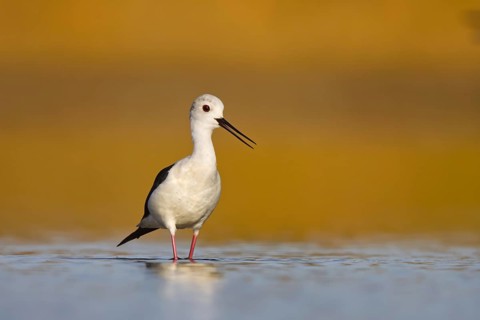 Black-winged Stilt (Himantopus himantopus) male foraging, North Rhine-Westphalia, Germany