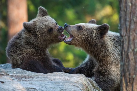 Eurasian Brown Bear (Ursus arctos) two fighting in forest, Finland