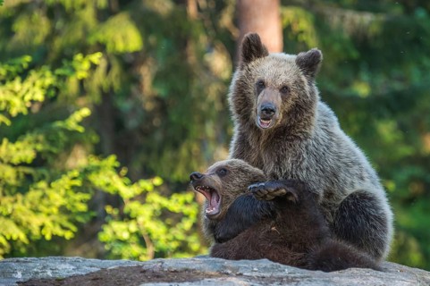 Eurasian Brown Bear (Ursus arctos) two fighting in forest, Finland