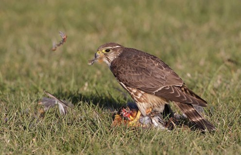 Merlin (Falco columbarius) female plucks American Robin, Washington, USA