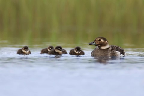 Long-tailed Duck (Clangula hyemalis) with chicks, Varanger, Norway