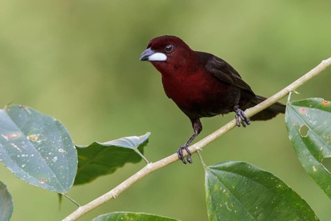 Silver-beaked Tanager (Ramphocelus carbo) perched on a branch in Manu National Park, Peru