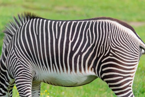 Pattern of a Grévy's zebra (Equus grevyi) fur