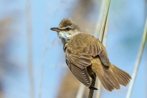 Great Reed Warbler (Acrocephalus arundinaceus) perched in reedbed, Mecklenburg-Western Pomerania,