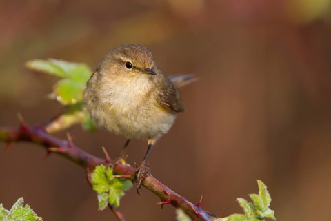 Common Chiffchaff - Zilpzalp - Phylloscopus collybita ssp. collybita, Germany