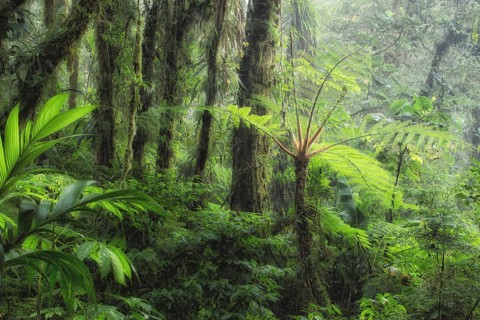 While shooting for my coffee table book on Costa Rica's natural wonders, I needed a shot that