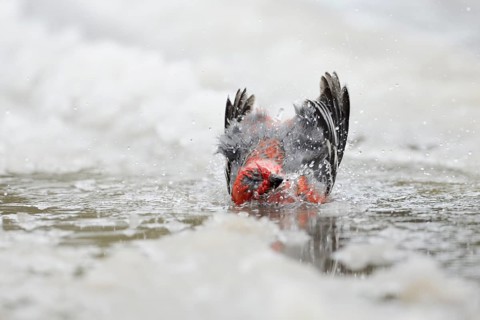 Pine Grosbeak (Pinicola enucleator) male bathing in icy water, Wyoming, USA