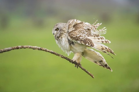 Short-eared Owl (Asio flammeus) shaking feathers on a branch, Emilia-Romagna, Italy
